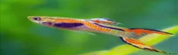 Other/Mixed Breed fish for sale: Endler Guppies Red - Advert 3