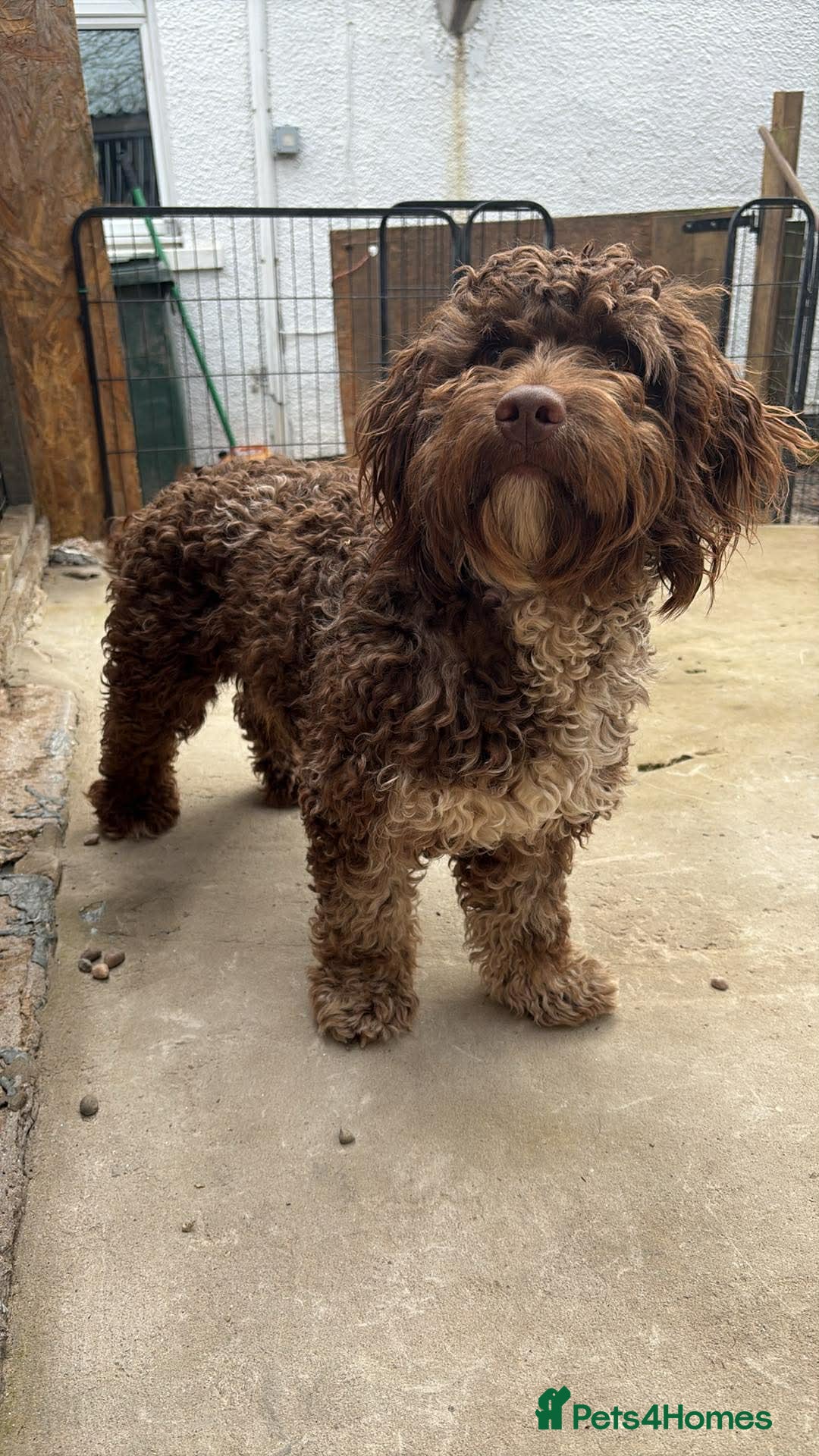 Cockapoo dogs F1 Chocolate Merle cockapoo for stud  - Advert 6