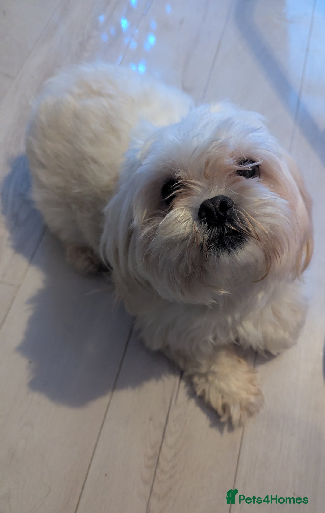 Malshi dogs for sale: Rehoming malshi  - Advert 1