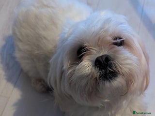 Malshi dogs Rehoming malshi - Advert 9