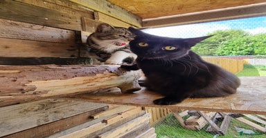 Mixed Breed cats - Advert 4