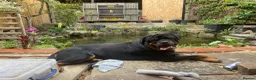 Rottweiler dogs for stud: Big John  - Advert 3
