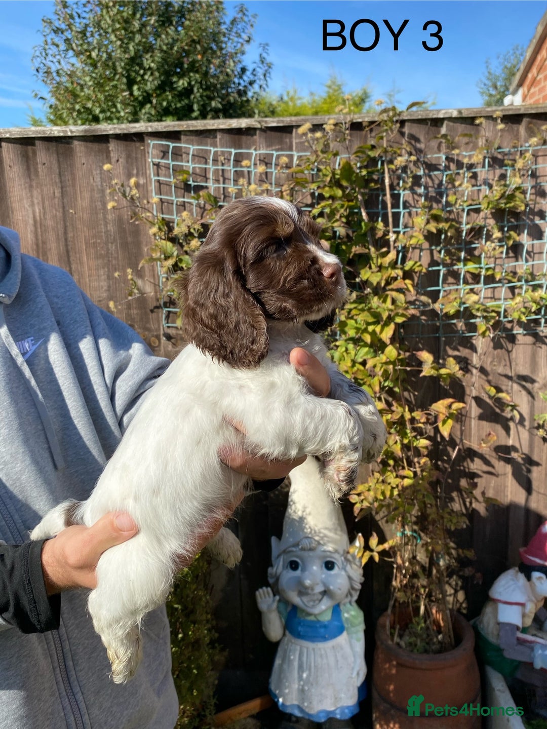 Cocker Spaniel dogs for sale: Cocker spaniel puppies  - Image 6