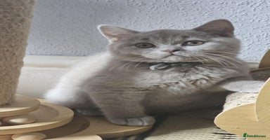 British Shorthair cats - Advert 5