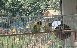 Lovebirds birds for sale: Fischer black masked lovebirds - Image 3