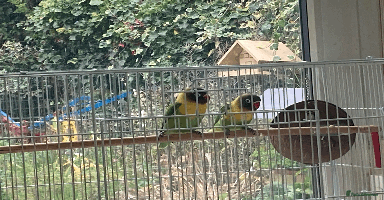 Lovebirds birds - Advert 13