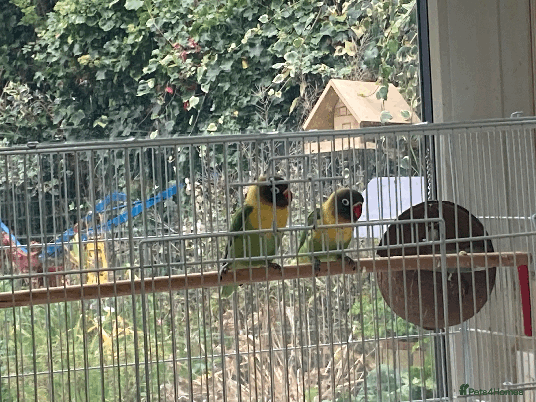 Lovebirds birds for sale: Fischer black masked lovebirds - Image 3