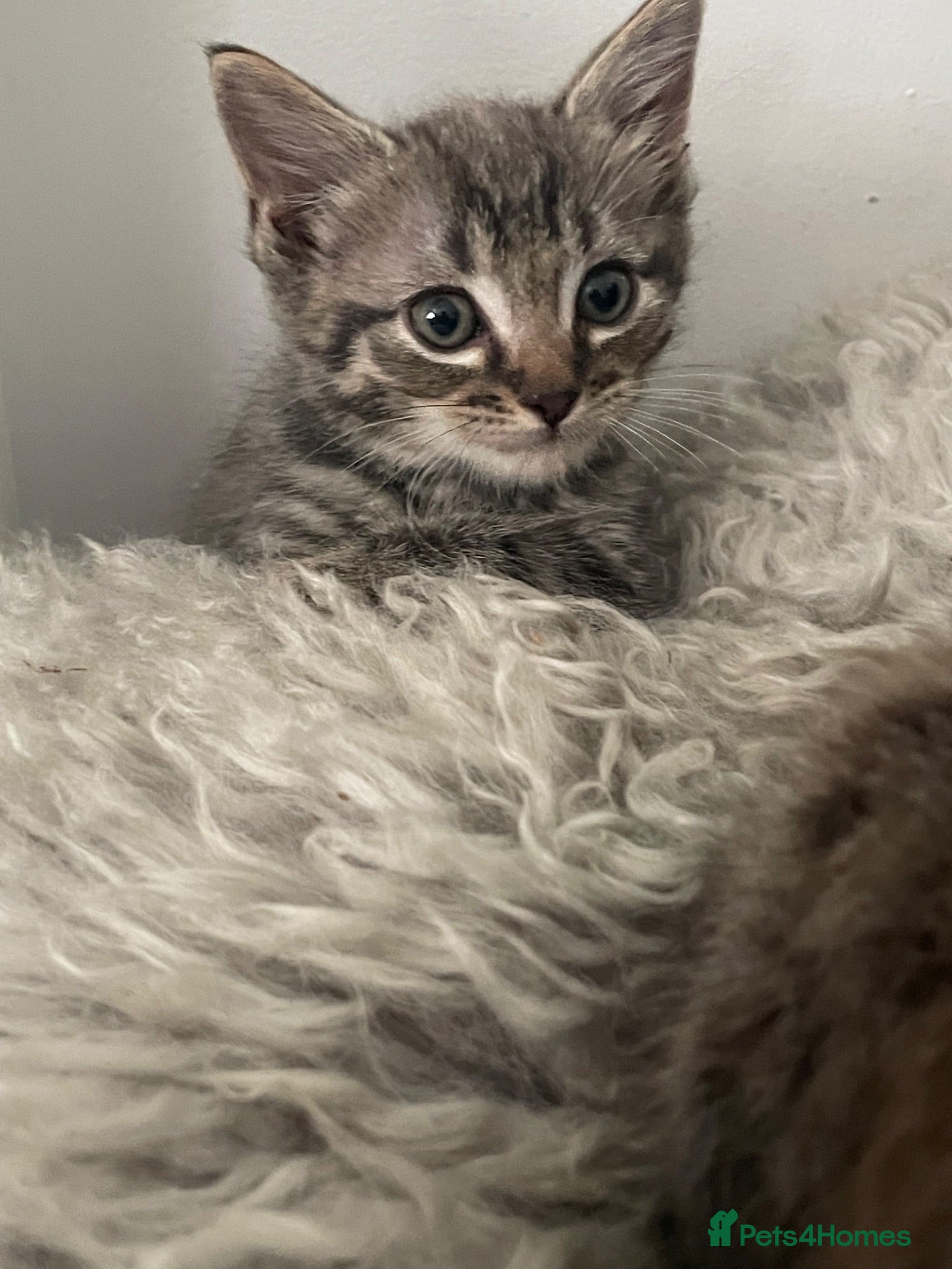 Ragdoll cats RAGDOLL MIX KITTENS X3 ready now  - Advert 1