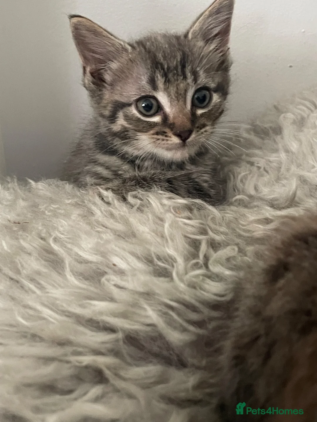 Ragdoll cats for sale: RAGDOLL MIX KITTENS X3 ready now  - Advert 1