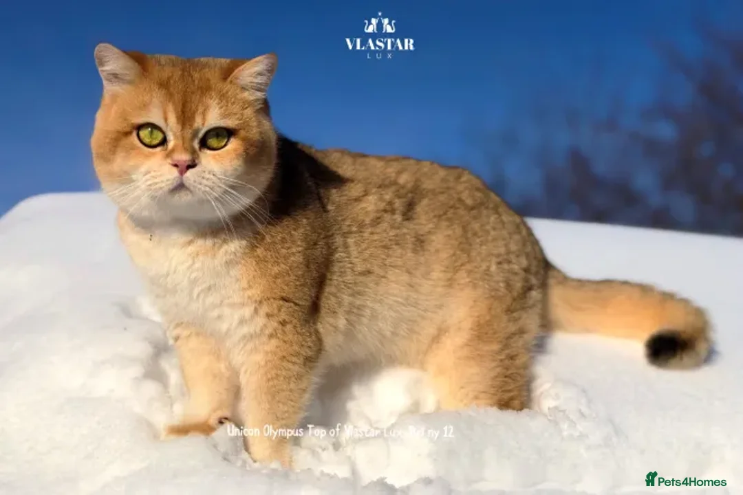 British Shorthair cats for sale: Vlastar Lux Quatty - BSH Black Golden Chinchilla - Advert 6