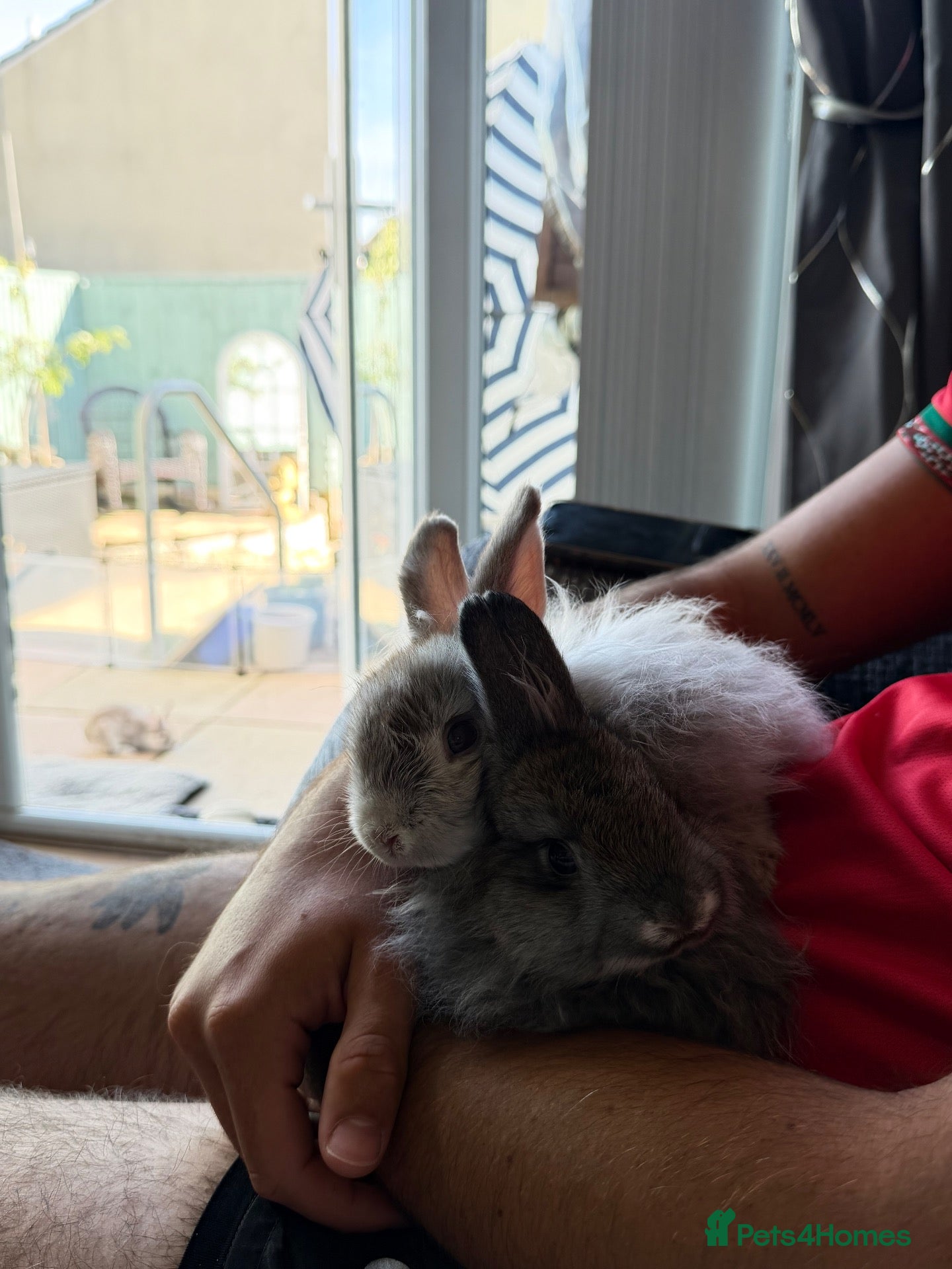 Netherland Dwarf rabbits 2 Male rabbits - Advert 17