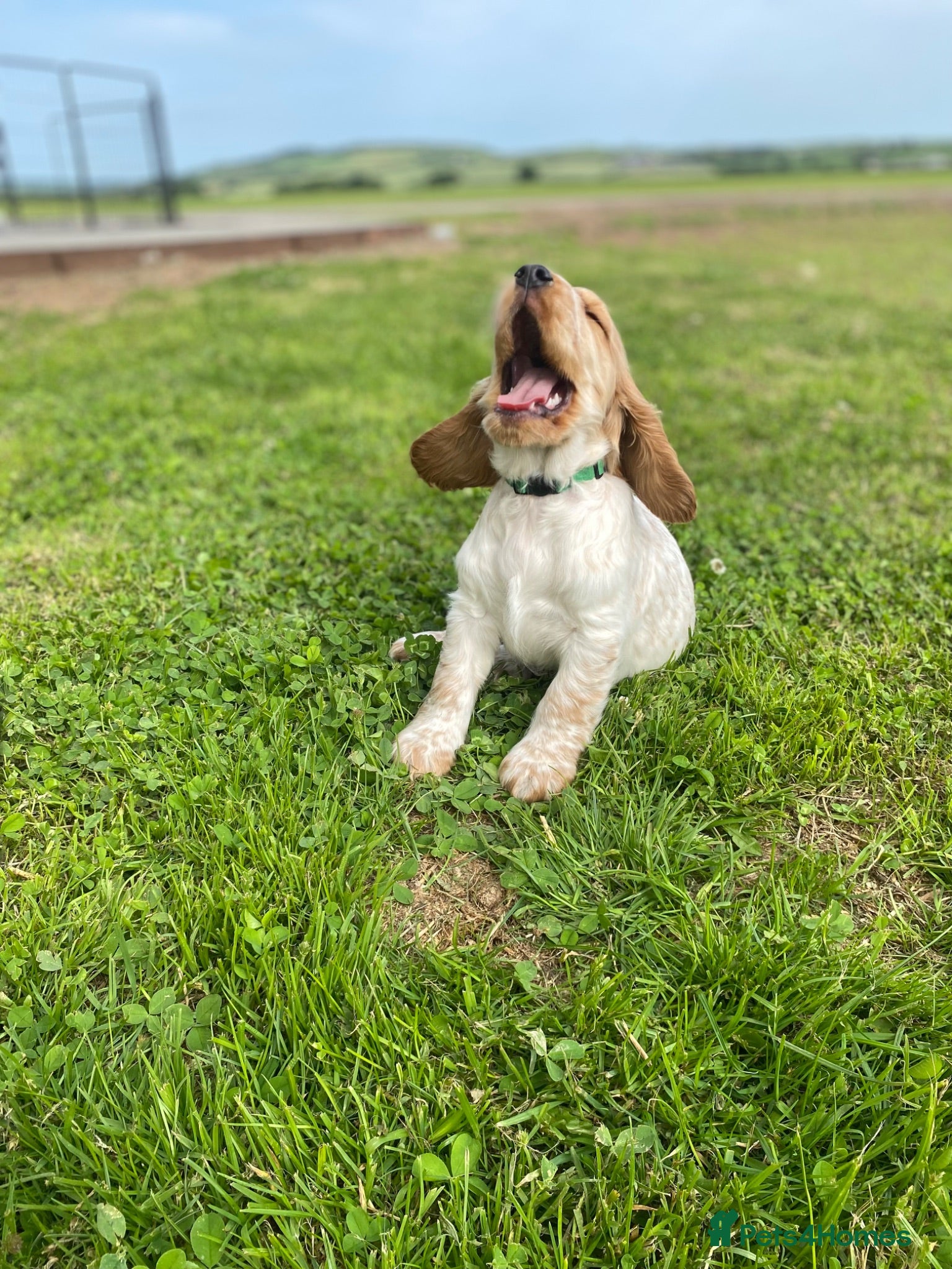 Cocker Spaniel dogs 💚1male Showtype cockerKC+Healthtested parents.   - Advert 2