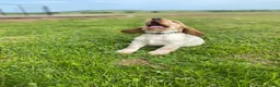 Cocker Spaniel dogs for sale: 💚1male Showtype cockerKC+Healthtested parents.   - Advert 2