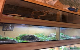 Boa Snake reptiles for sale: Adult Sunglow Boa Male - Advert 5