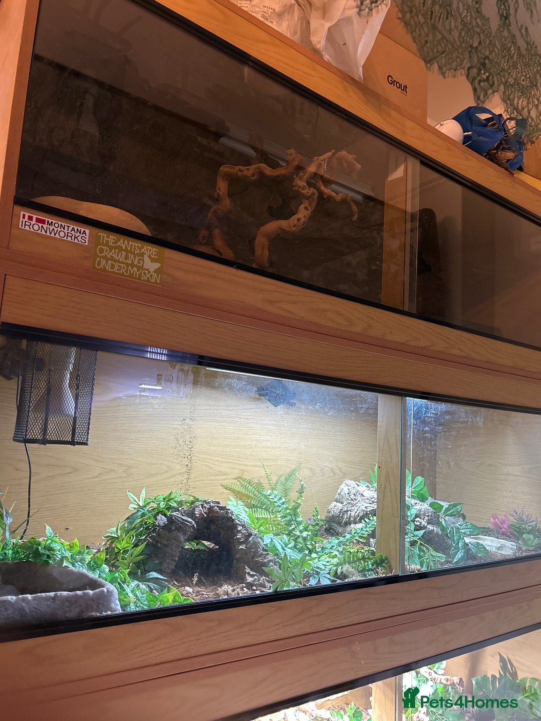 Boa Snake reptiles for sale: Adult Sunglow Boa Male - Advert 5