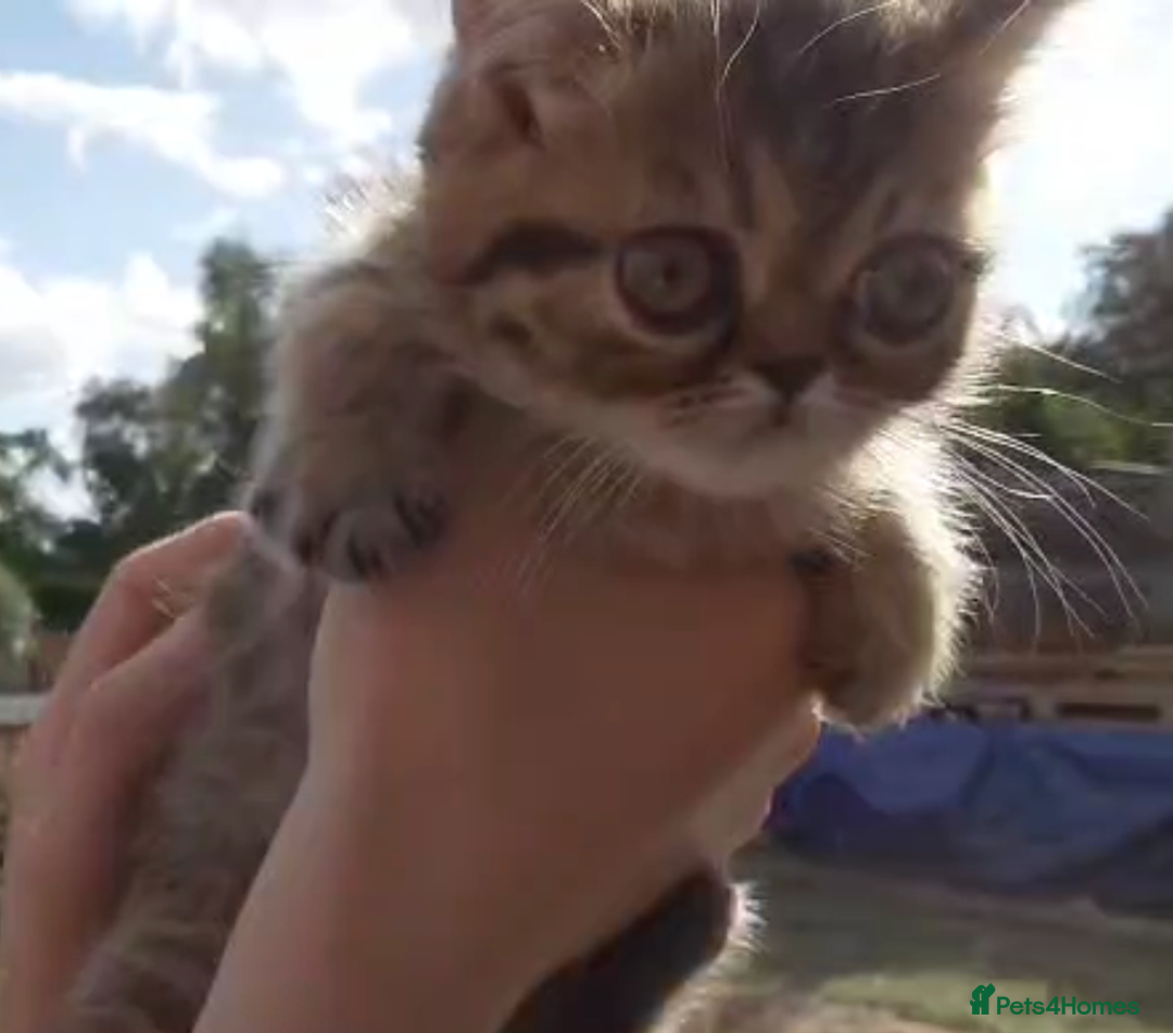 Persian cats for sale: Persian kittens KC Registered with pedigree - Image 2