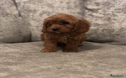 Cavapoo dogs for sale: F1 TOY CAVAPOO PUPPIES  - Image 8