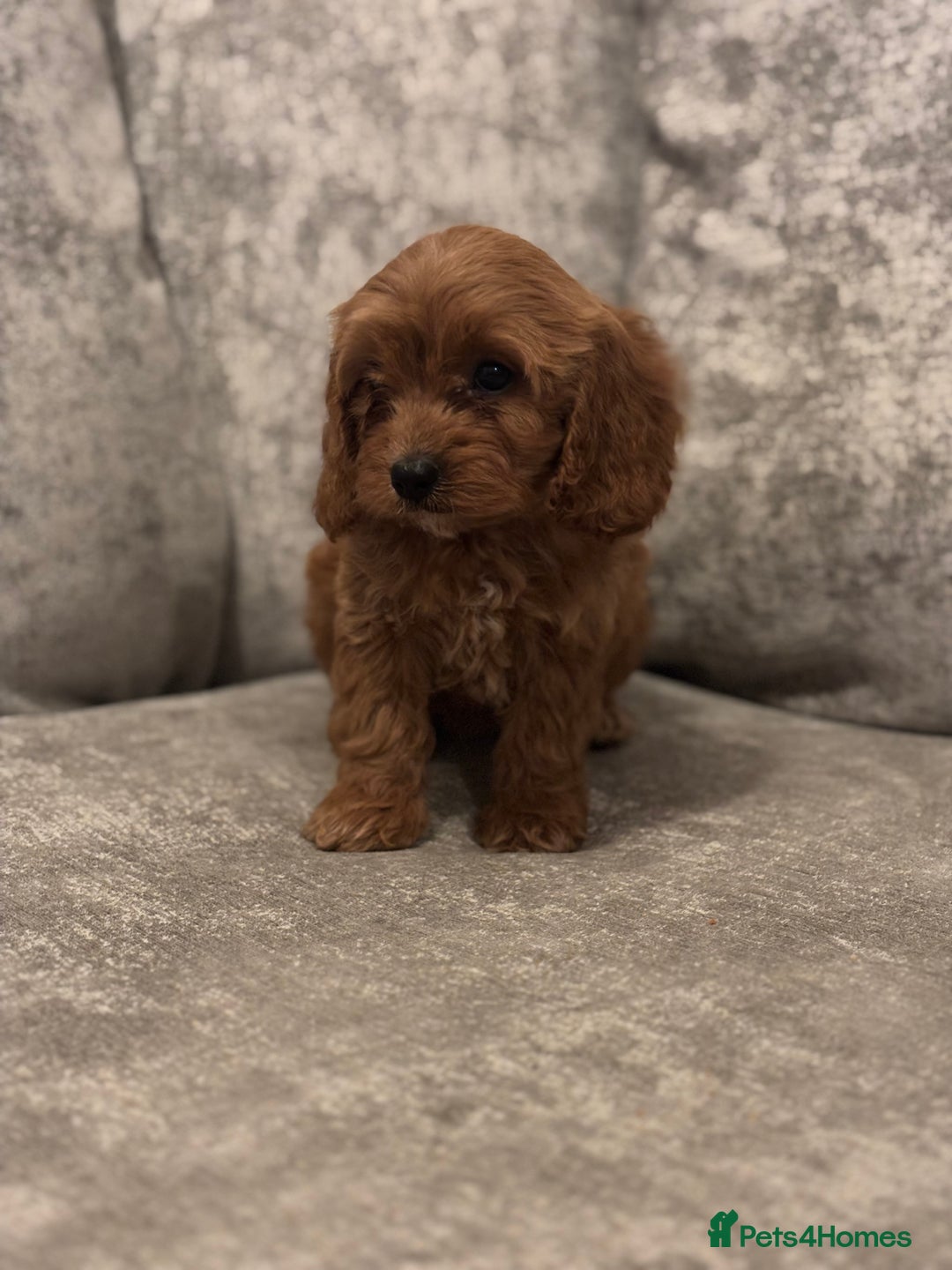 Cavapoo dogs for sale: F1 TOY CAVAPOO PUPPIES  - Image 8