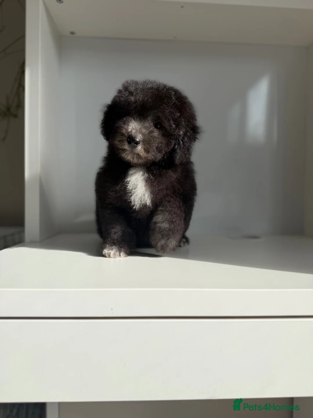 Poochon dogs for sale: Beautiful silver health tested Poochon  - Advert 1