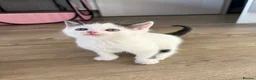 Mixed Breed cats for sale: Kittens  - Advert 4