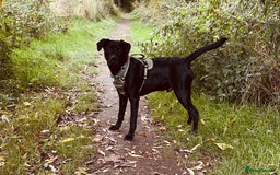 Mixed Breed dogs for sale: 9 month old Labrador cross - Image 3