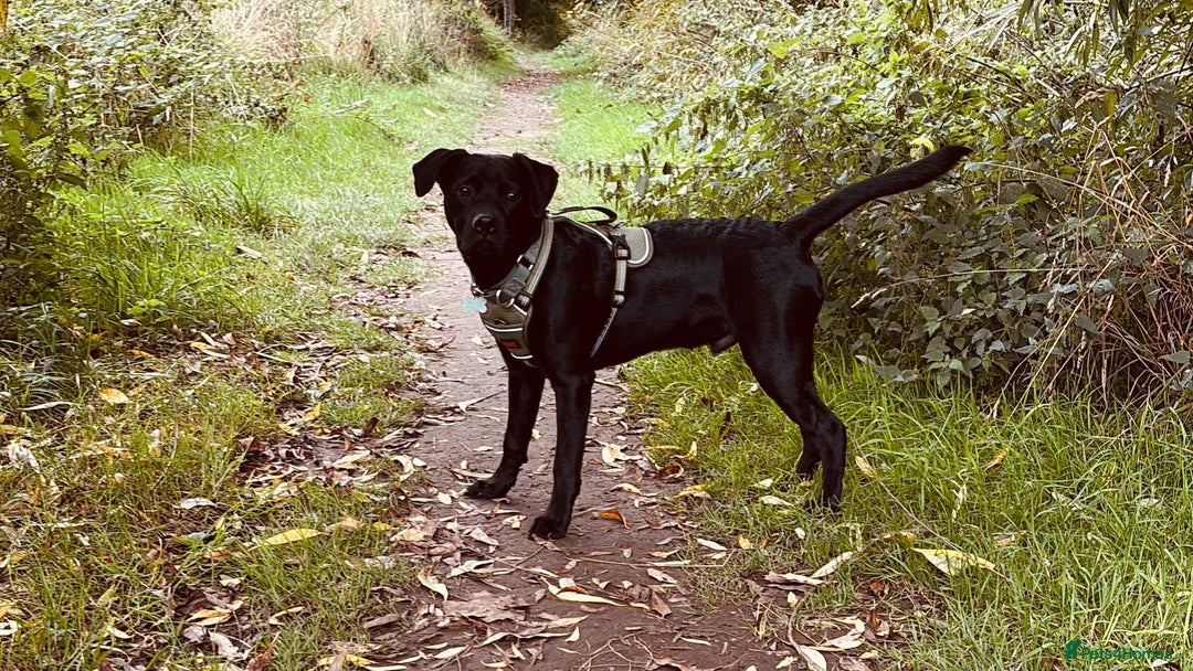 Mixed Breed dogs for sale: 9 month old Labrador cross - Image 3