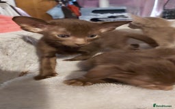 Oriental cats for sale: Full Pedigree Oriental 3 Kittens XL size ears GCCF - Image 14
