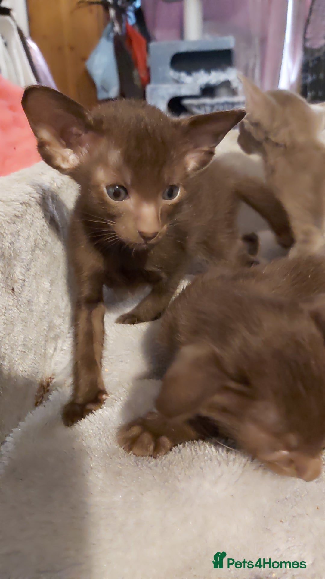 Oriental cats for sale: Full Pedigree Oriental 3 Kittens XL size ears GCCF - Image 14