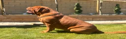 Dogue De Bordeaux dogs for stud: **STUD** not for sale kc Bordeaux  - Advert 6