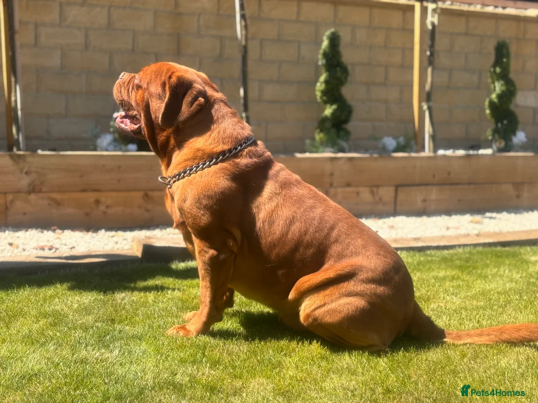 Dogue De Bordeaux dogs for stud: **STUD** not for sale kc Bordeaux  - Advert 6