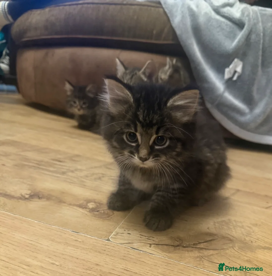 Bengal cats for sale: 3 very playful kittens for sale - Advert 8
