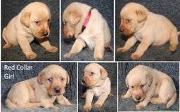 Labrador Retriever dogs for sale: Red Fox Labs : Health Checked-KC Reg-FTCH Pedigree - Image 16