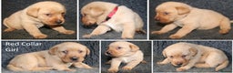Labrador Retriever dogs for sale: Red Fox Labs : Health Checked-KC Reg-FTCH Pedigree - Advert 16