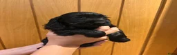Cocker Spaniel dogs for sale: 7 Beautiful Show Cocker Spaniels - Advert 16
