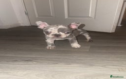 French Bulldog dogs for sale: 2 KC Reg’d French Bulldog Pups For Sale Left - Image 11
