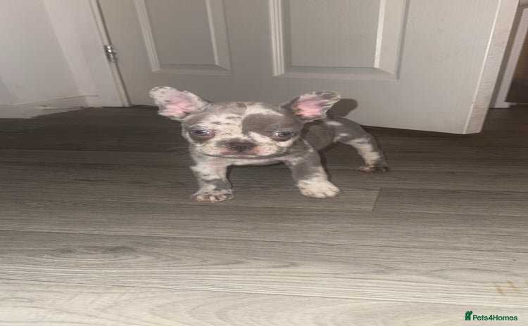 French Bulldog dogs - Advert 2