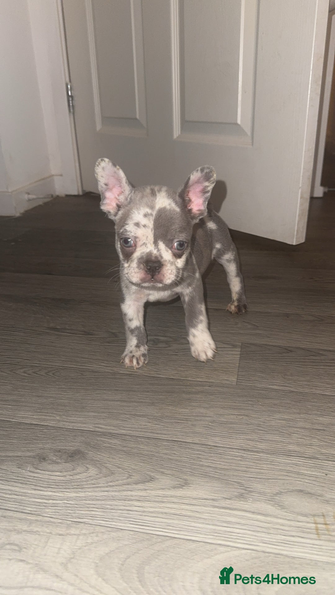 French Bulldog dogs for sale: 2 KC Reg’d French Bulldog Pups For Sale Left - Image 11