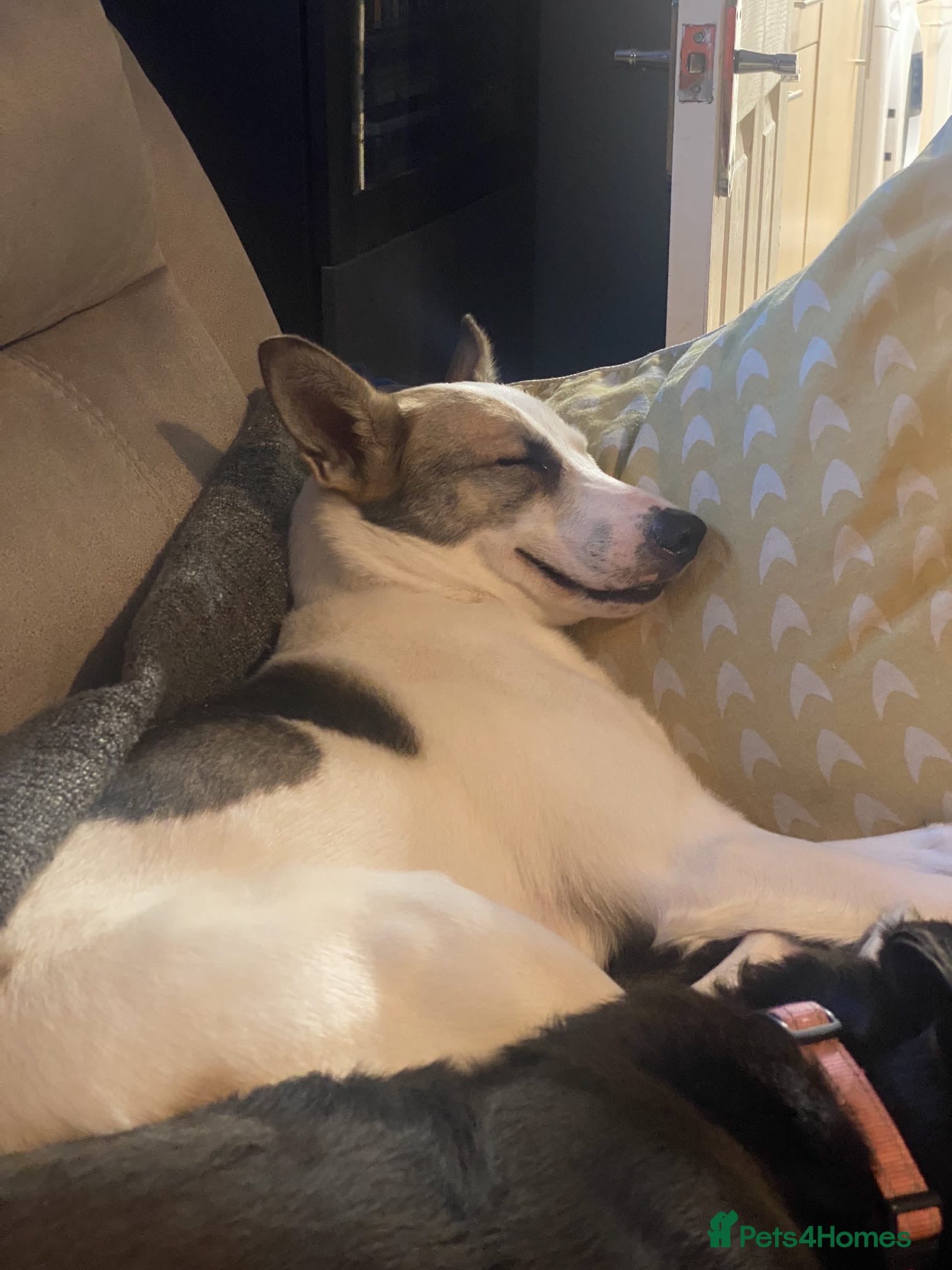 Mixed Breed dogs ❤️🐶 BELA – A Devoted Family Dog - Advert 8