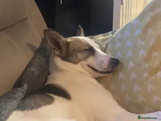 Mixed Breed dogs ❤️🐶 BELA – A Devoted Family Dog - Advert 8