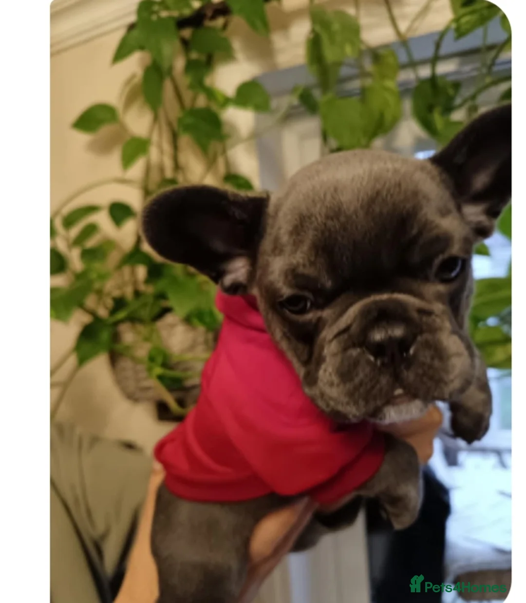 French Bulldog dogs for sale: French bulldog female blue colour - Advert 4