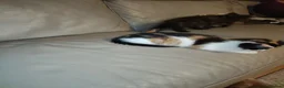 Mixed Breed cats for sale: 2 female kittens for sale  - Advert 7