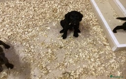 Cocker Spaniel dogs for sale: Cocker Spaniels, KC reg, Health Tested parents  - Image 4