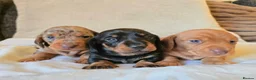 Miniature Dachshund dogs for sale: Beautiful Dachshund Puppies looking for new homes in Grimsby - Advert 4