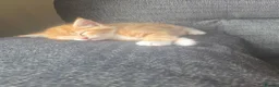 Mixed Breed cats for sale: Last ginger boy ready to leave tomorrow  - Advert 4