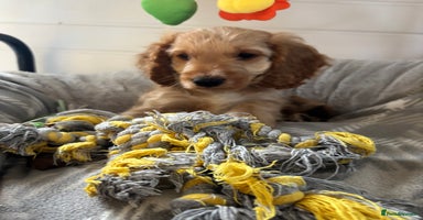 Cockapoo dogs - Advert 15