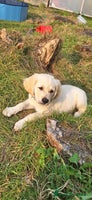 Golden Retriever dogs in Llanfyrnach - Advert 2