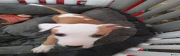 Italian Greyhound dogs for sale: Italian greyhound x whippet - Advert 5
