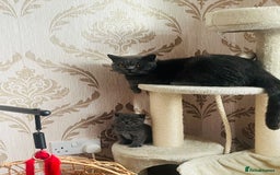 British Shorthair cats for sale: British shorthair kittens  - Image 6