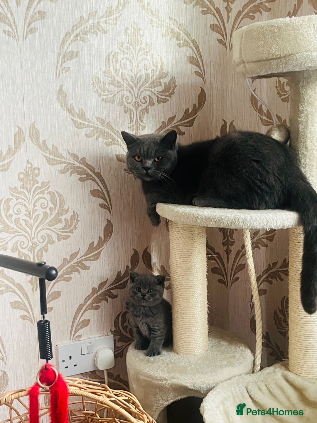 British Shorthair cats for sale: British shorthair kittens  - Image 6