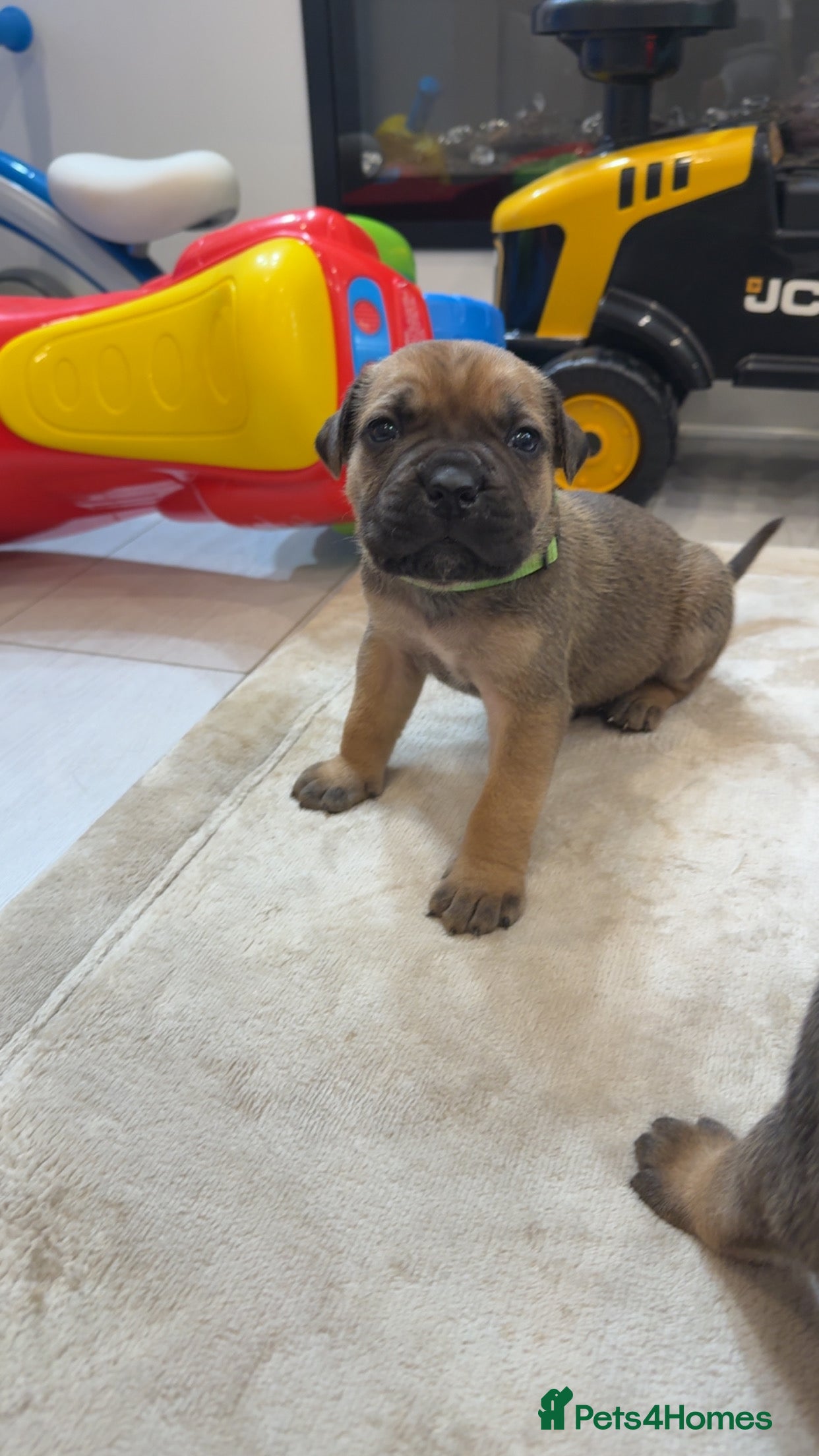 Cane Corso dogs ICF/ICCF Champion 6th GENERATION Cane Corso pups - Advert 4